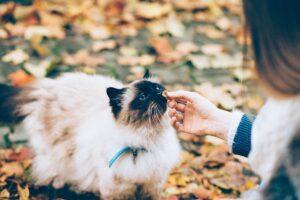 fluffy long haired cat being fed