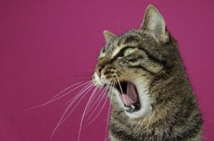 cat with open mouth