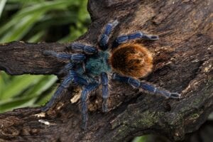 chromatopelma-cyaneopubescens-spider