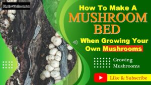 how to make a mushroom bed