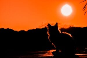 cat-sitting-at-sunset
