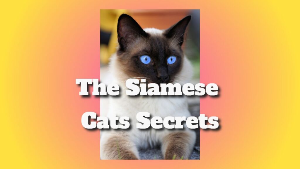 the siamese cats secrets