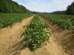 agriculture-farmland